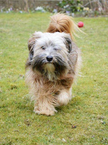 A tibetan terrier with a beautiful, bushy tail and wonderful scruffy beard