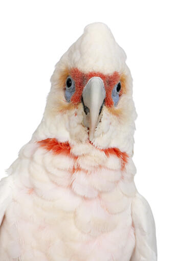 A close up of a little corella's beautiful eyes