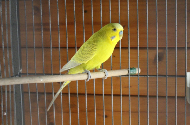 Budgie in cage