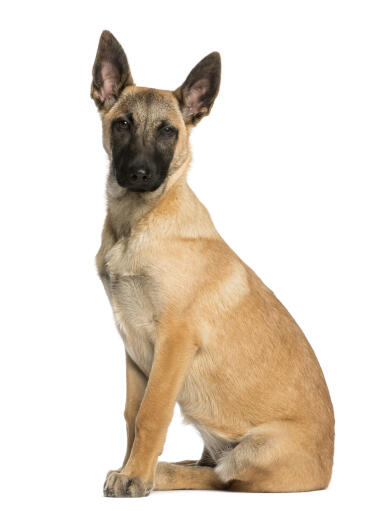 A belgian malinois puppy sat to attention