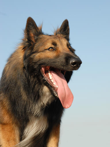 A healthy adult belgian tervuren with a wonderful, thick coat