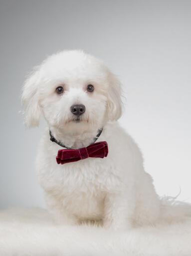 A fluffy coton de tulear looking cute in a bow tie