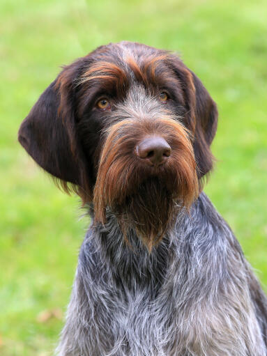 A wonderful wire haired pointing griffon's scruffy beard and wiry coat