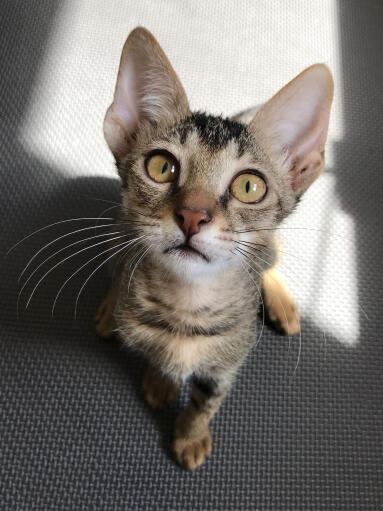 Arabian mau cat sitting looking up wide-eyed