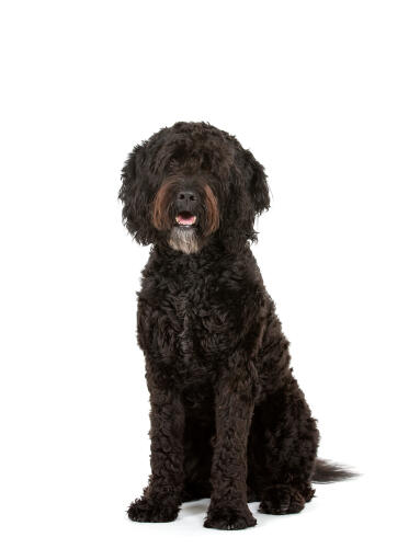 Barbet dog with his striking beard sitting attentively