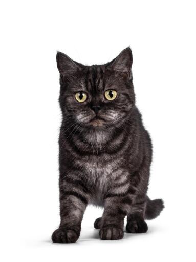 British shorthair smoke cat sitting against a white background