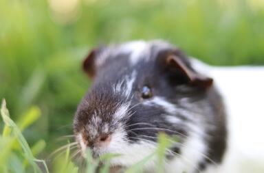 Close up of guinea pig