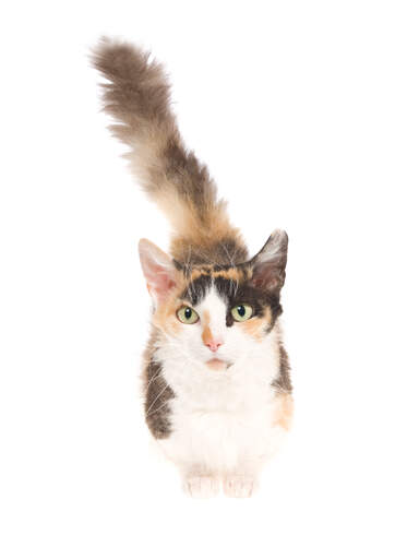 Skookum Cats | Cat Breeds