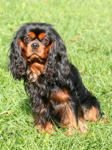 Black cavalier shop spaniel
