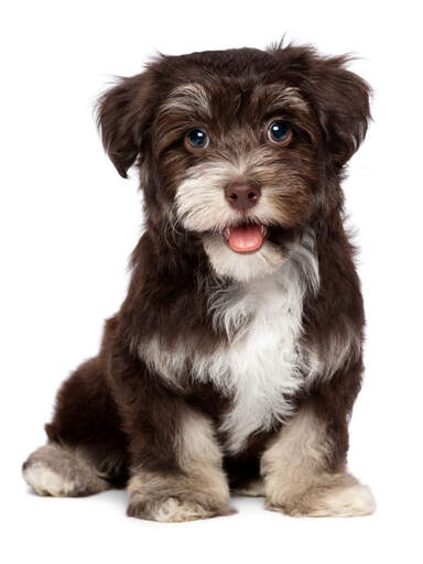 A brown and sandy havanese puppy