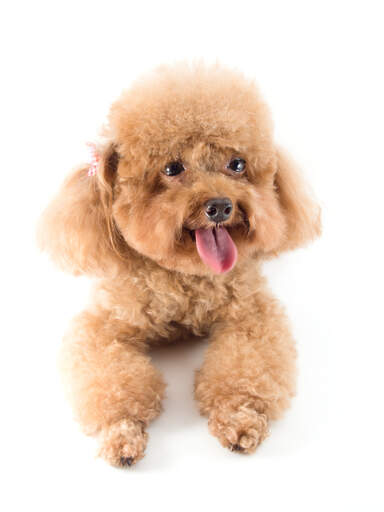 A lovely little miniature poodle panting on the floor