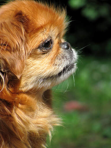 A close up of a pekingese's beautiful, short nose and and thick, soft coat