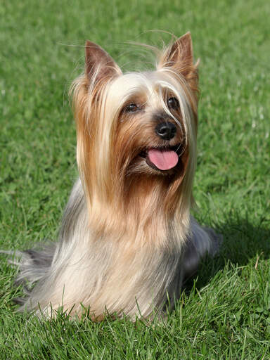 A beautiful, little, long coated silky terrier sitting patiently on the grass