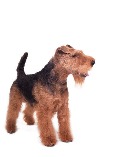 A welsh terrier's lovely, thick, wiry coat