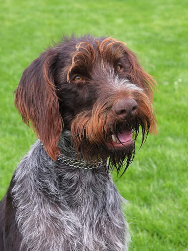 A beautiful wire haired pointing griffon sitting, waiting for some attention