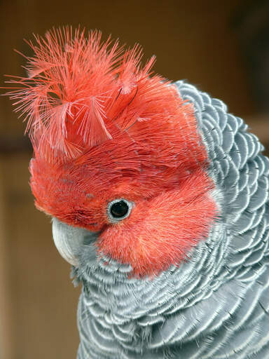 A close up of a gang gang cockatoo's beautiful, red head feathers