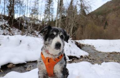 Dog wearing harness in Snow