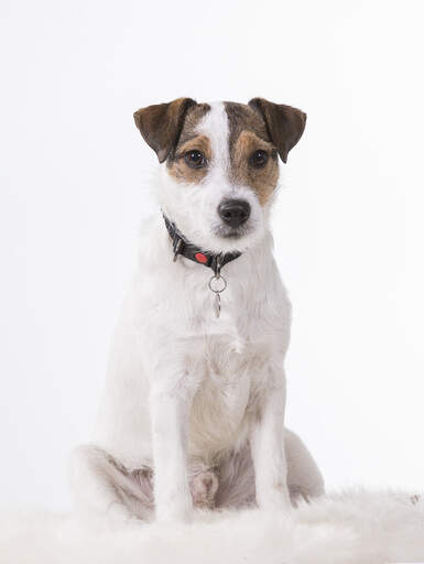 A parson russell terrier sitting beautiful, waiting for a command