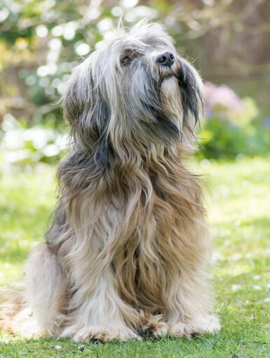 Tibetan terrier sale cross bearded collie