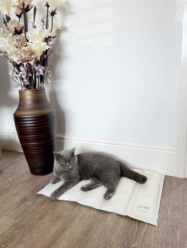 https://www.omlet.us/images/cache/385/512/cooling-mat-cat-memory-foam-omlet_5.jpg