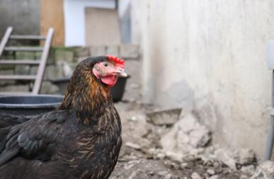 A chicken walking on a garden looking at a wall