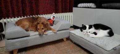 Dog and cat sleeping on their Omlet Topology dog beds