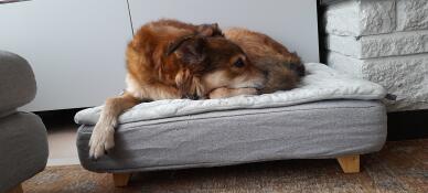 Dog sleeping on Omlet Topology dog bed with quilted topper and square wooden feet