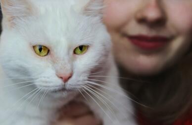 A white cat with yellow eyes being held by a women