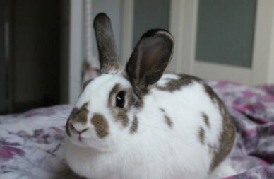 Rabbit laying on bed