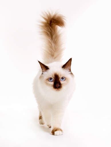 A fluffy birman with dark markings on its face