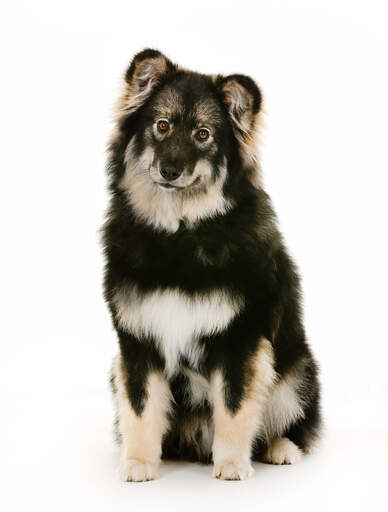 A mature finnish lapphund with a wonderful thick coat