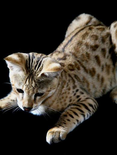 A playful young savannah cat