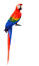 A scarlet macaw beautiful, long tail feathers