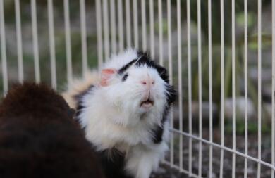 Guinea pig in cage