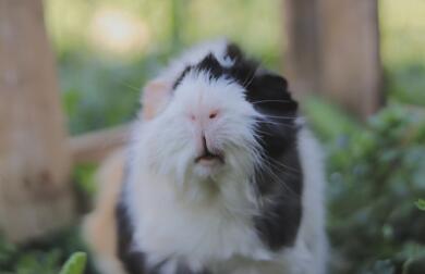 Guinea pig