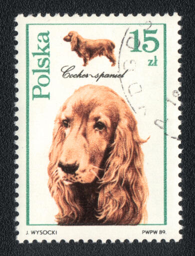 A cocker spaniel on a polish stamp