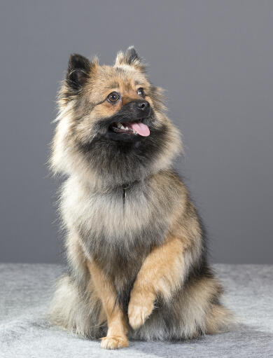 A wolfy little german spitz (klein)