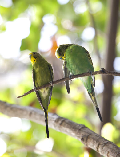 Two beautiful budgerigars perched on a branch together