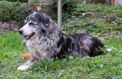 Dog laying in garden