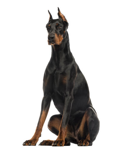 what breeds were usedto make up the doberman