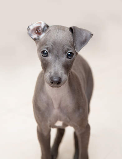 An incredible little italian greyhound puppy with one ear folder back