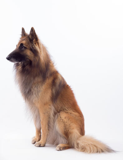 A stunning belgian shepherd dog (tervueren) sitting down