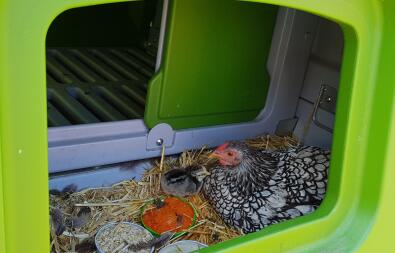 Chicken in Eglu Cube large chicken coop