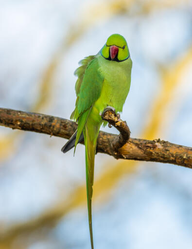 A rose ringed parakeet's wonderul, long tail feathers
