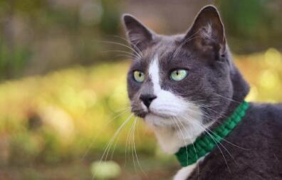 Close up of cat in garden