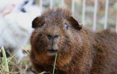 Guinea pig eating grass in run