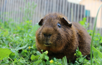 Guinea pig eating in run