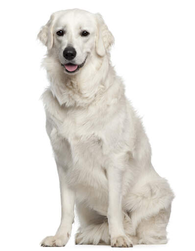 A Snow white adult kuvasz sitting very proud, awaiting a command