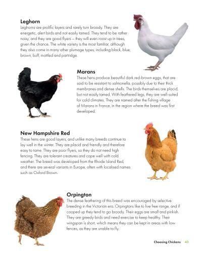 What the cluck book page