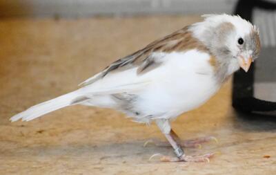 Peeper, an American Singer Canary